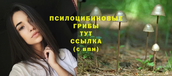 стаф Аркадак